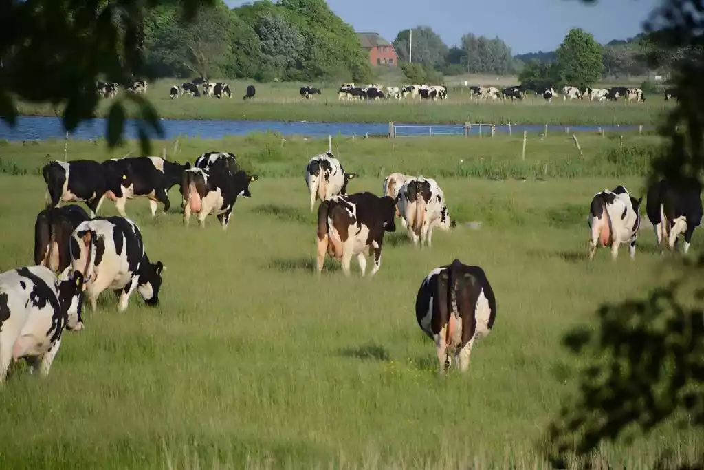 Weitblick über Wiesen mit weidenden Kühen auf Pellworm – naturnahe Lage