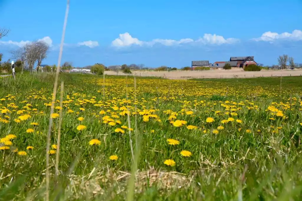 Blühende Wiese mit Löwenzahn auf Pellworm
