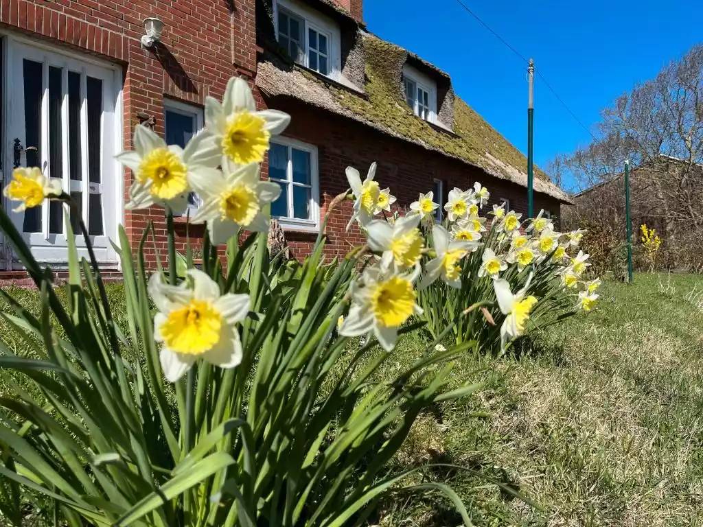 Gartenbereich mit blühenden Narzissen am Haus