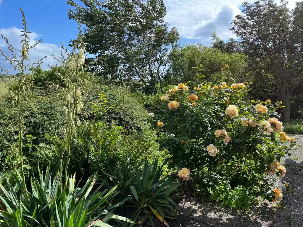 Gepflegter Garten mit Rosen, Büschen und Baumbestand